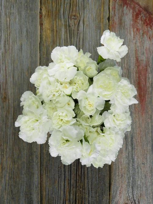 IBIS WHITE MINI CARNATIONS